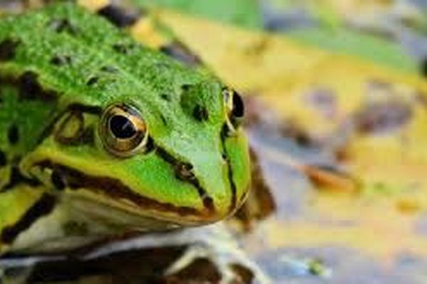 Les cuisses de grenouilles vertes un met très raffiné.