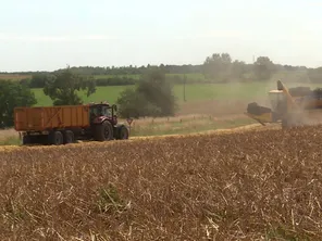 En Lorraine, une année difficile pour les agriculteurs en raison des conditions météorologique et plus particulièrement de la pluie.