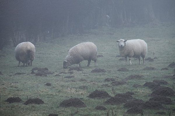 Moutons brumeux