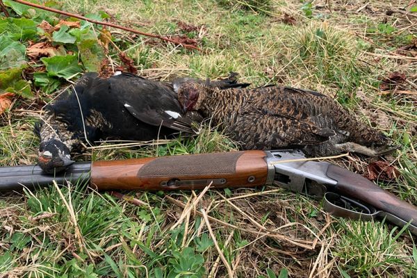 La chasse aux galliformes de montagne est suspendue depuis le 21 octobre 2024 dans les Hautes-Alpes, suite au recours de quatre associations de protection des animaux et de l'environnement.