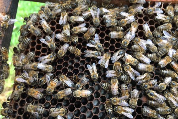 Apiculture. Sale temps pour le miel, les conditions météo ont