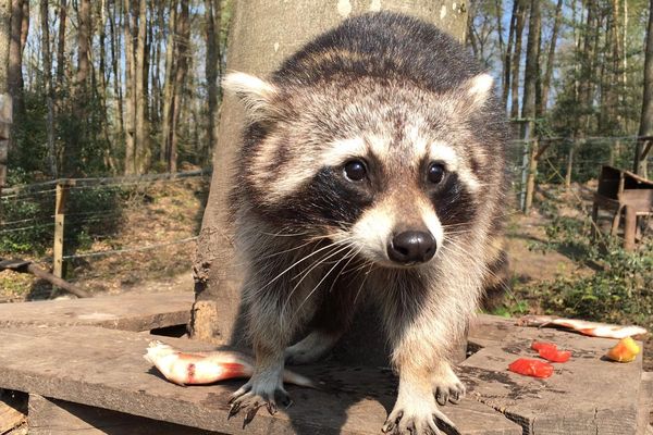 Le temps d'un confinement général  et strict en France pendant le covid-19, les animaux des parcs fermés découvrent une nature calme et sereine, loin des milliers de  visiteurs habituels