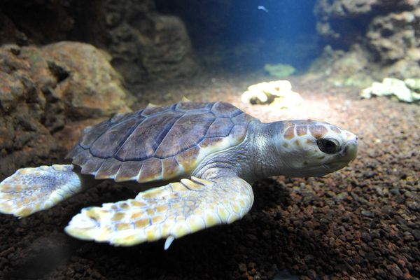 Une tortue caouanne à Nausicaa (illustration). 