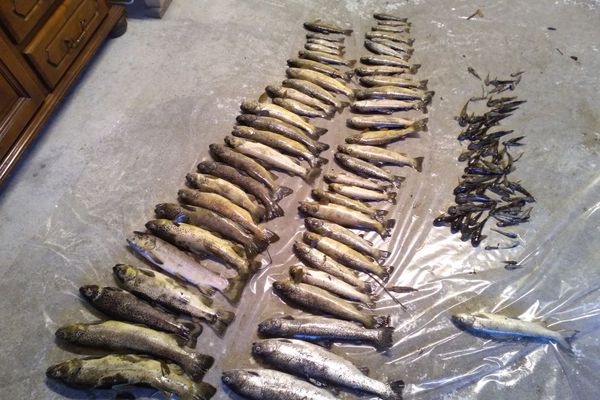 Une centaine de poissons ont été retrouvés morts ce samedi sur le cours d'eau le Gelon, en Savoie - avril 2024