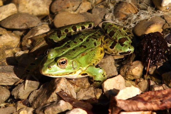 Les grenouilles (c'en est une sur cette image), crapauds, salamandres, tritons... doivent pouvoir se reproduire sans risque pour ne pas déséquilibrer leur milieu naturel.