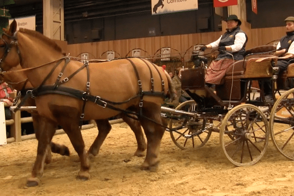 Un cheval de trait normand