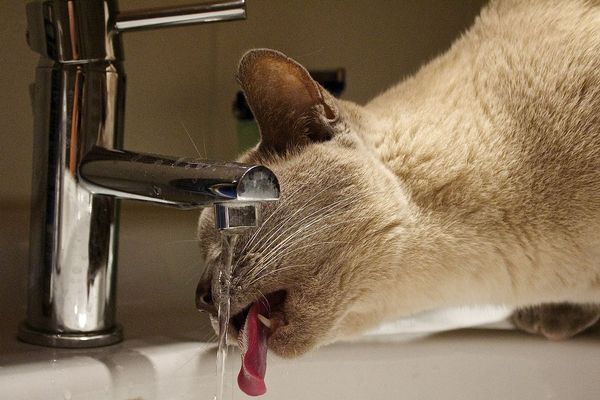 Boire de l'eau, mouiller du linge, remplir sa baignoire, autant de conseils pour rester au frais chez soi. 