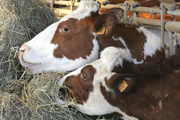 Dans la ferme laitière de Meeuwen (Limbourg), où des cas de tuberculose bovine ont été recensés, tous les bovins ont été abattus.