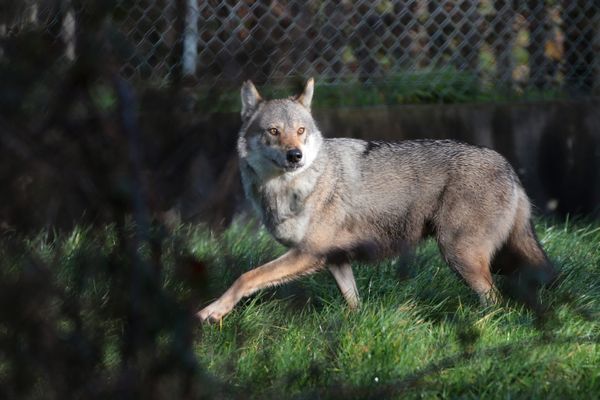 Le tir avait été autorisé par un arrêté préfectoral établi peu après une attaque de troupeau survenue dans le secteur la veille.