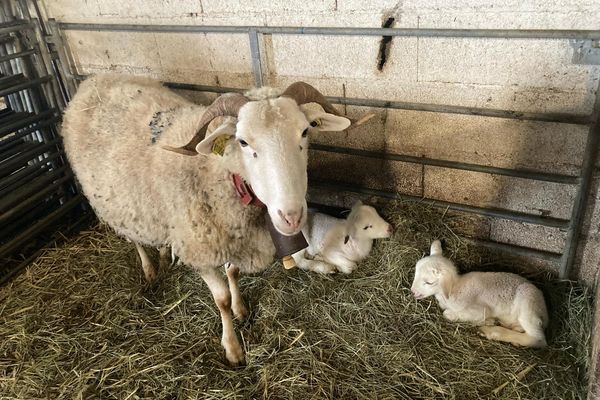 Les brebis et agneaux de la race Raïole sont menacèe de disparition