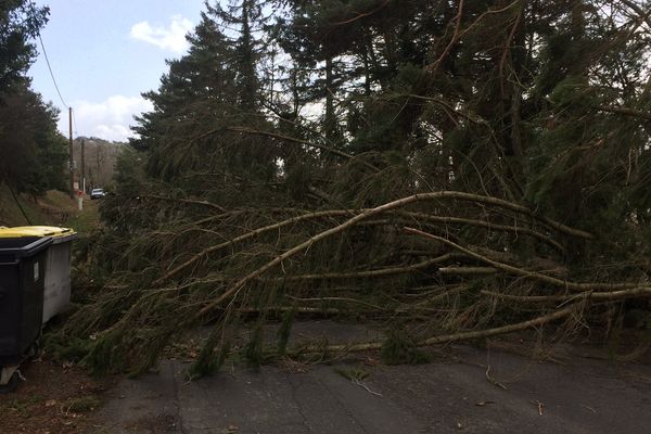 Un arbre couché sur la route de Beaune-le-Chaud, lundi 6 mars 2017.