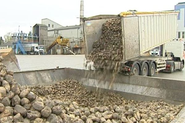 Du lever au coucher du soleil, la sucrerie de Bourdon (à Aulnat) accueille un ballet incessant de camions. Ils se succèdent pour approvisionner la sucrerie qui engloutit chaque jour entre 4 500 et  5 000 tonnes de betteraves.