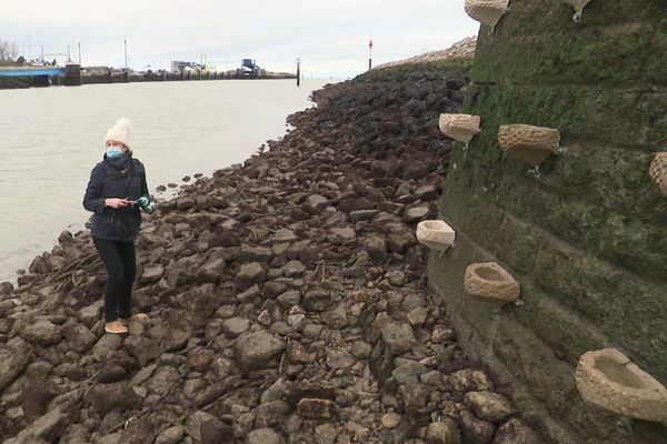 24 rockpools installées à Ouistreham