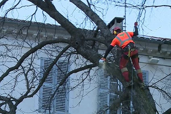 Abattage des arbres centenaires place St Charles et Square de la Bouquerie à Nîmes ce mercredi 8 février 2017.