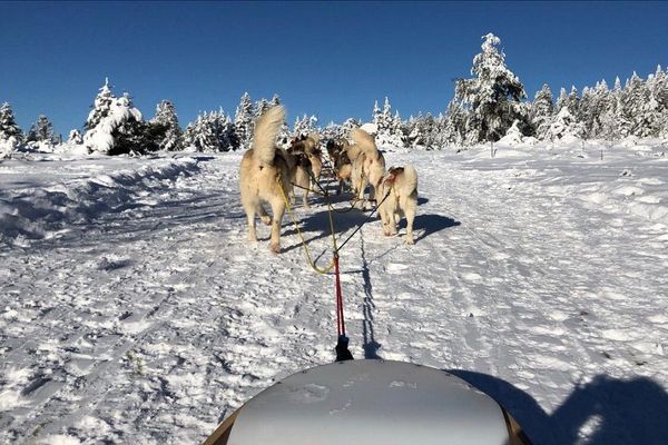 La station du Col de la Loge, entre Loire et Puy-de-Dôme, propose de nombreuses activités alternatives, comme des balades en chiens de traineaux.