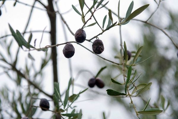 Deux oliviers porteurs de la bactérie Xylella fastidiosa ont été repérés dans les Alpes-Maritimes. 