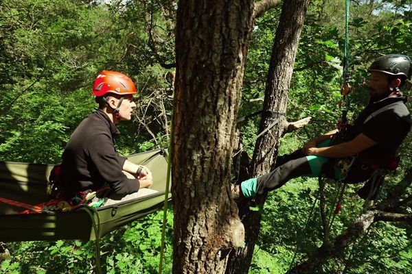 Cyril et Aurélien observent la santé des arbres dans la canopée de la forêt de Vierzon.