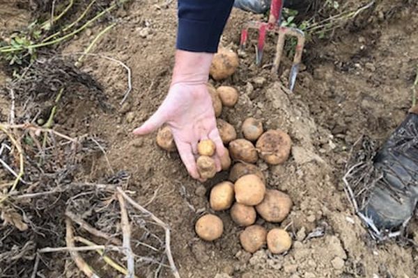 La récolte 2022 dans les Hauts-de-France a été mauvaise en raison de l'été chaud et sec, juge l'Union des producteurs de pomme de terre.