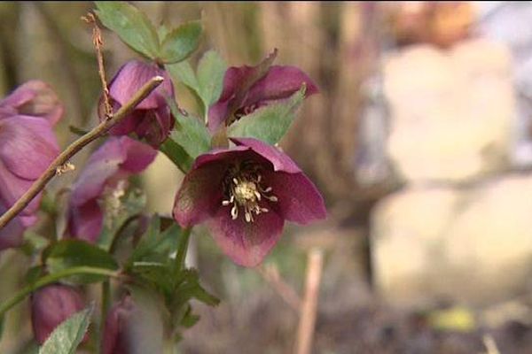 Déjà des fleurs ?