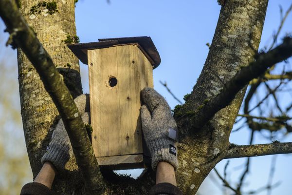 Un nichoir permet à la mésange de se reproduire en toute sécurité.