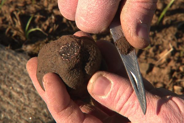 La truffe sauvage, très présente autrefois en Isère, s'est raréfiée depuis la fin de la seconde guerre mondiale.