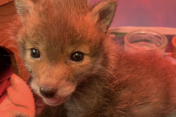 De nombreux renardeaux ont été accueillis depuis le début du printemps dans les locaux de la LPO Alsace, certains sont blessés ou affaiblis mais d'autres vont très bien et se sont simplement un peu trop éloignés