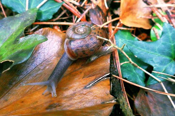 L'escargot de Quimper est une espèce protégée