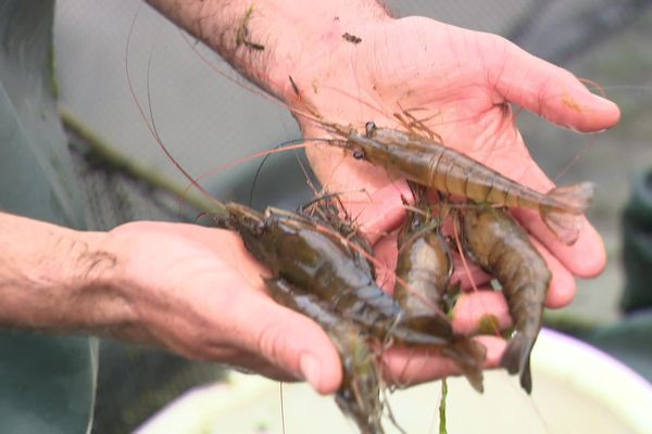 Depuis juin, 11 000 crevettes ont grossi chez 3 pisciculteurs de l’Ain, dans le cadre de cette première expérimentation.