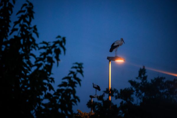 Les cigognes passeront l'hiver en Charente-Maritime.