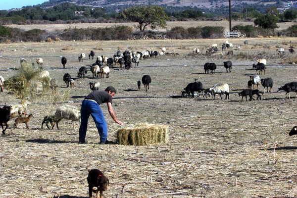 Les épisodes de sécheresse sont de plus en plus fréquents en Corse, une calamité pour les agriculteurs.