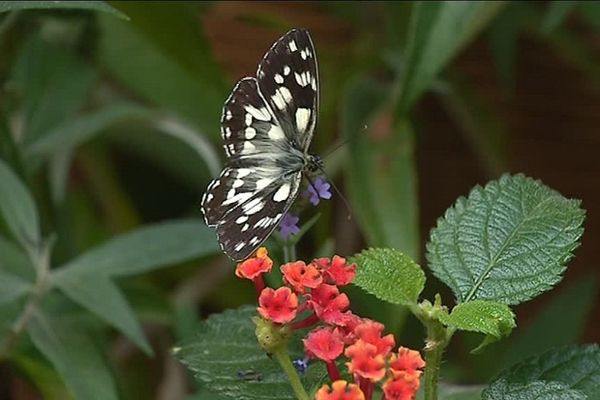 Les papillons évoluent dans un milieu proche de leur environnement naturel. 