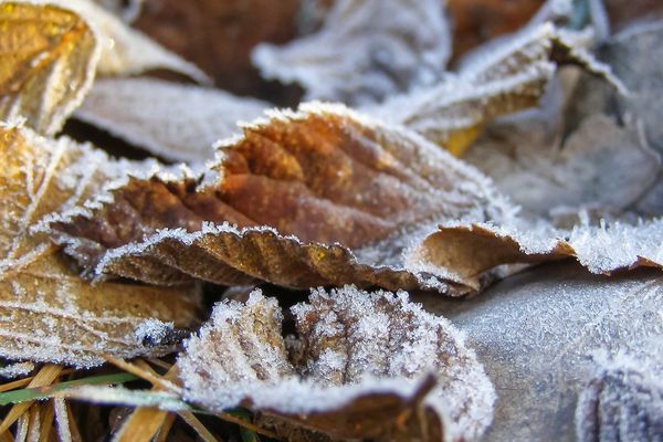 Gelées matinales en fin de semaine dans les Hauts-de-France.