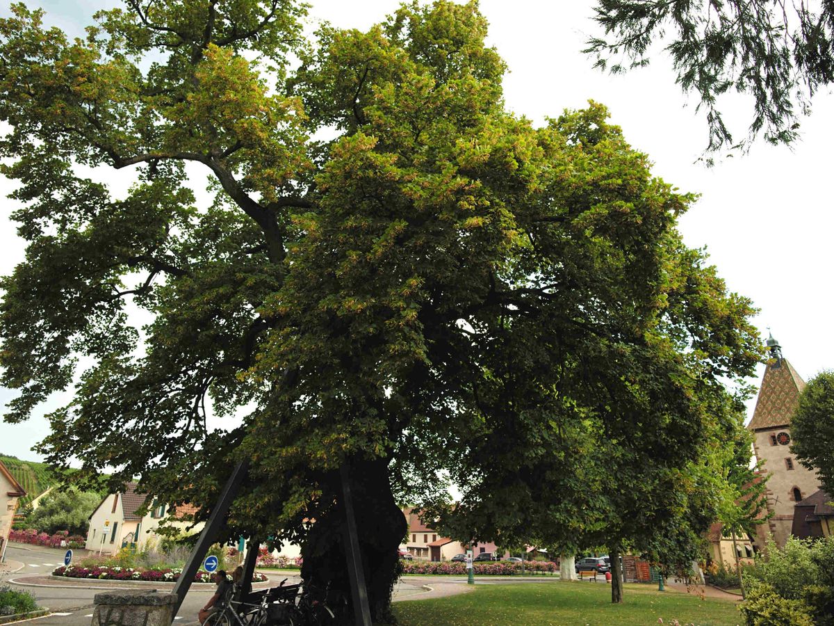 Carte Ils Sont Beaux Grands Et Venerables Decouvrez Les Arbres Remarquables D Alsace