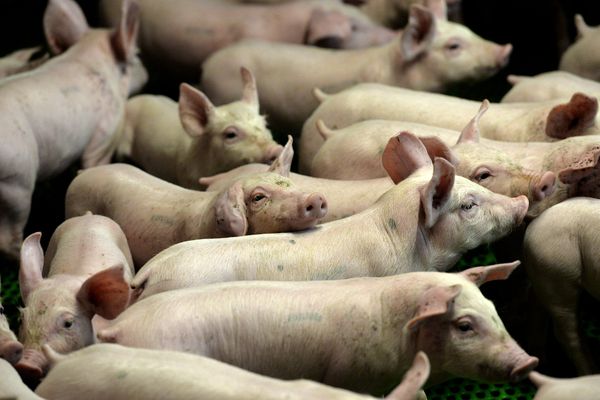 Un projet d'élevage de cochons est controversé à Larnod, une pétition est lancée.