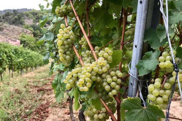 Dans les vignes de Limoux, les vendanges se font à la main - 27/08/2019