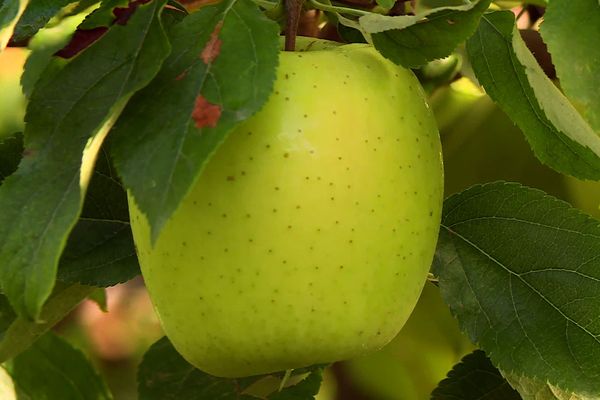 La récolte de pommes 2023 s'annonce bonne