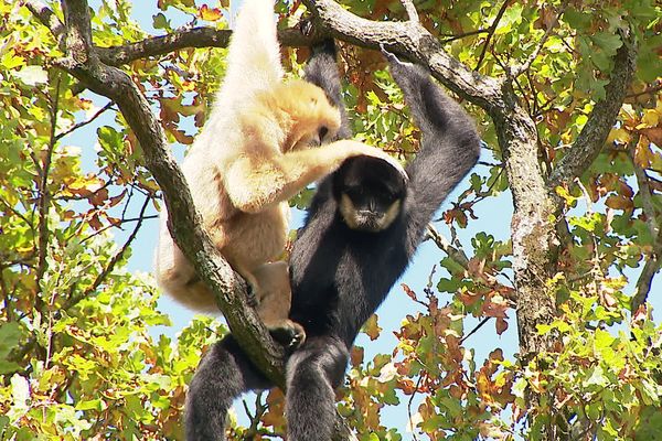 La Vallée des Singes (Romagne) accueille deux espèces de gibbons : les gibbons à favoris blancs et les gibbons à bonnet.