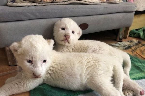 Deux lions blancs sont nés le 28 juillet 2019, au sein de l'association Caresse de tigre à la Mailleraye-sur-Seine. 