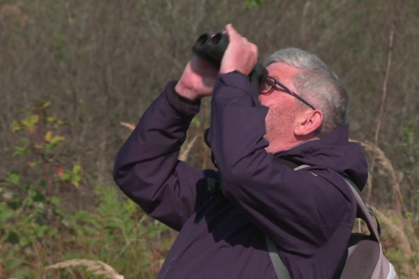 Le naturaliste de la LPO Alsace, Daniel Nasshan, observe à la jumelle les oiseaux sur le site naturel de Moos à Wittelsheim (Haut-Rhin).