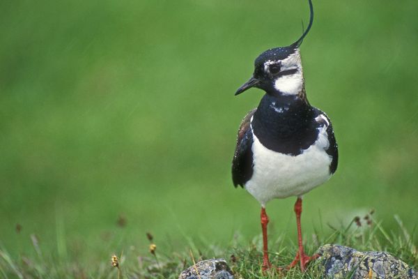 Le vanneau huppé fait partie des espèces menacées dans les zones humides de Franche-Comté  