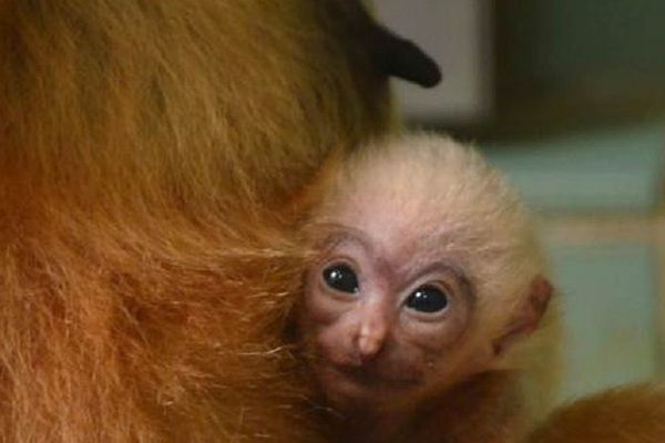 Carnet rose au zoo de Lyon : une naissance chez les gibbons