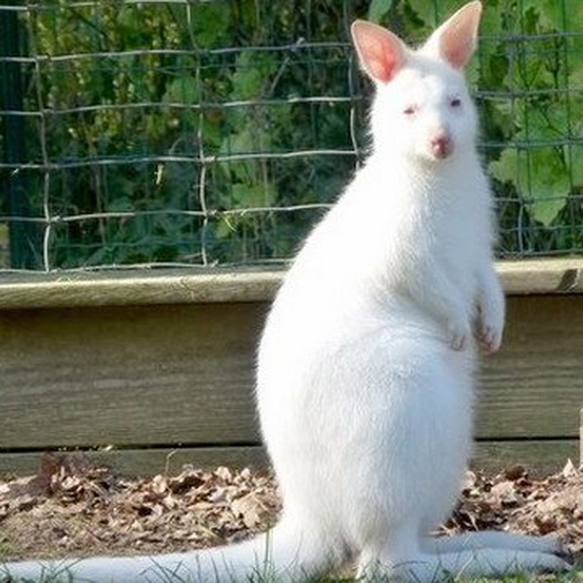 Chantilly Trouvez Un Nom Au Kangourou Albinos