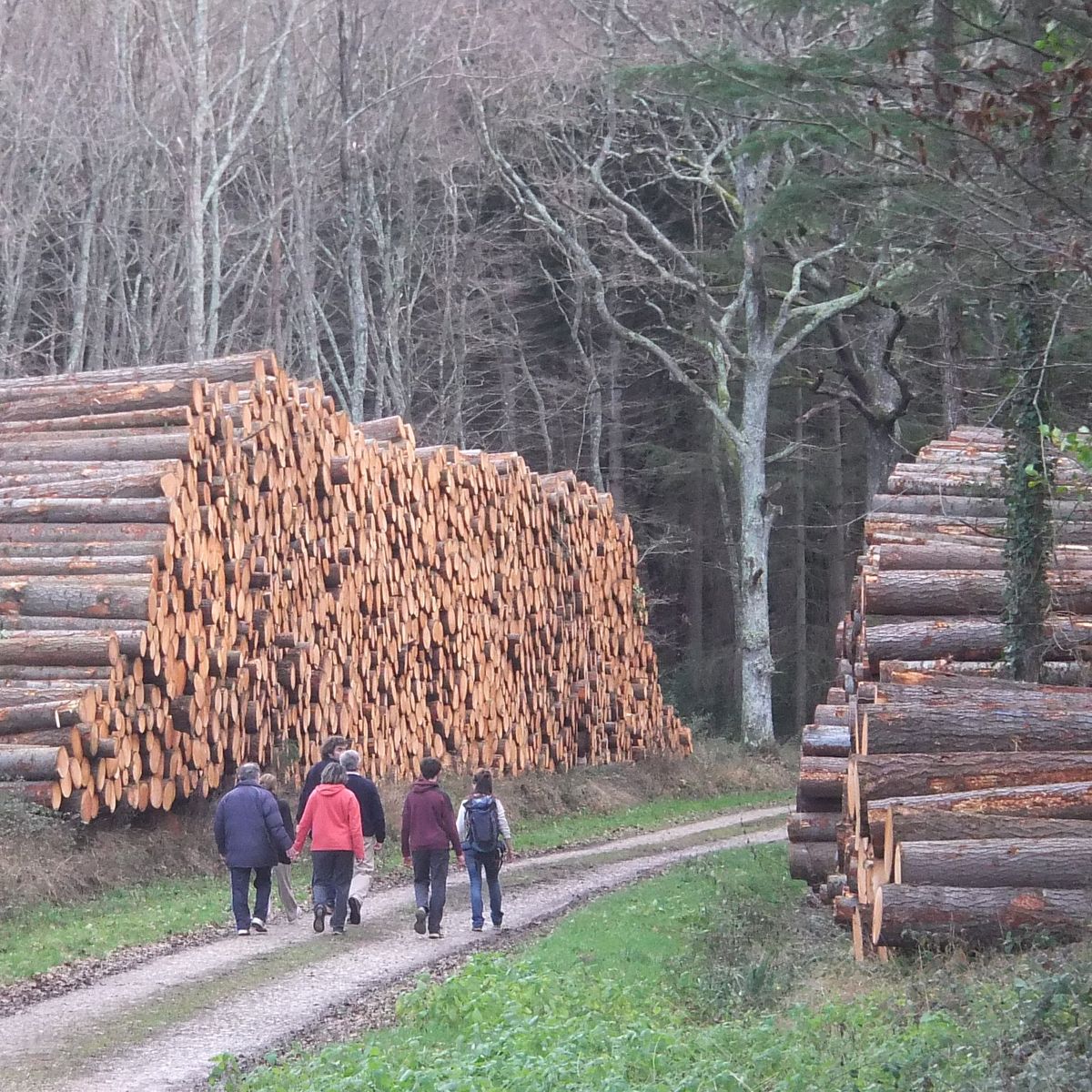 Forêt patrimoniale livrée à une scierie