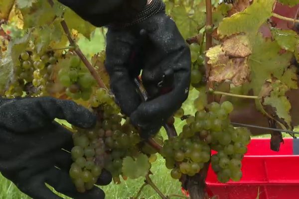 Premières vendanges dans le Vexin.