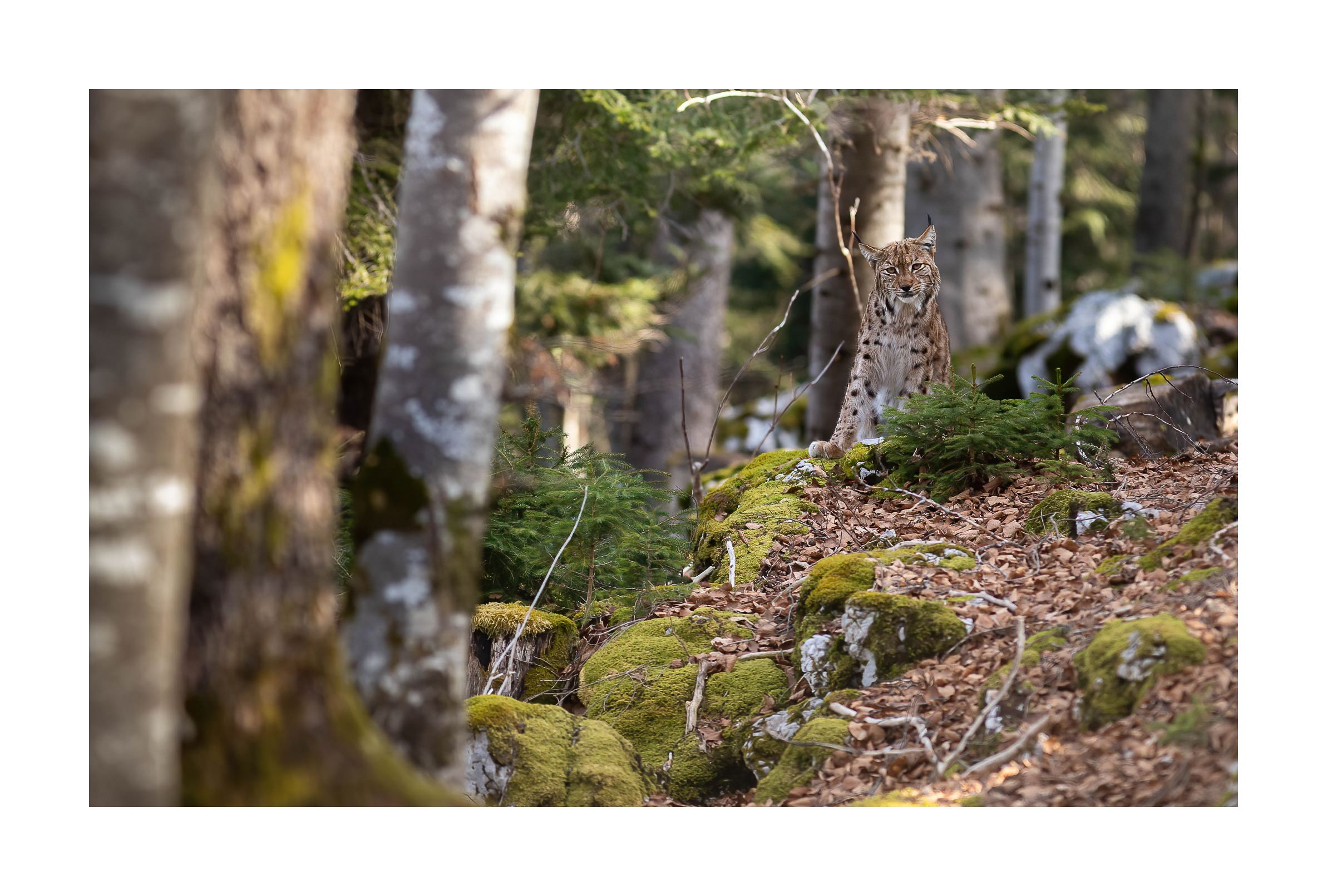 Le lynx observe la photographe. Un sentiment de sérénité et de plénitude se dégage de son attitude.