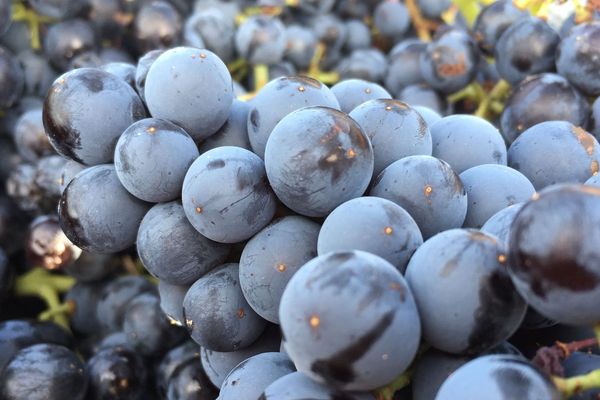 Des raisins mûrs pour les vendanges, l'automne dernier dans les Corbières. L'ex Languedoc-Roussillon est la première région viticole au monde en volume comme en surface de vignes plantées.