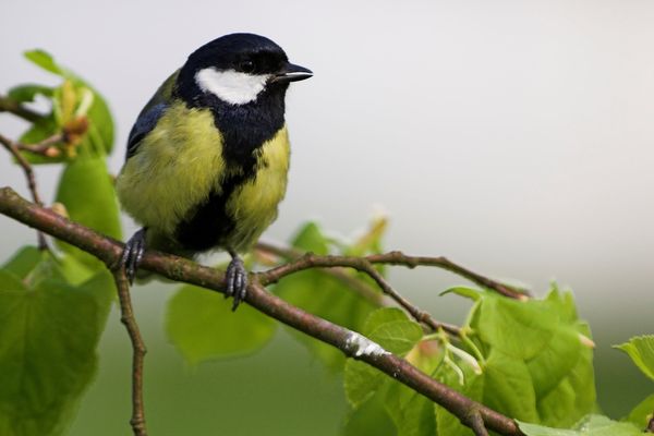 Cette année, les mésanges semblent être de retour dans les jardins