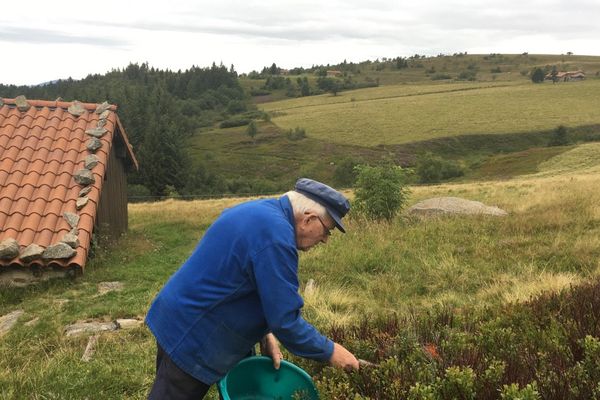 Alain Denis a ramassé très peu de myrtilles sur sa propriété. La faute aux gelées tardives et aux vols qui se multiplient... 