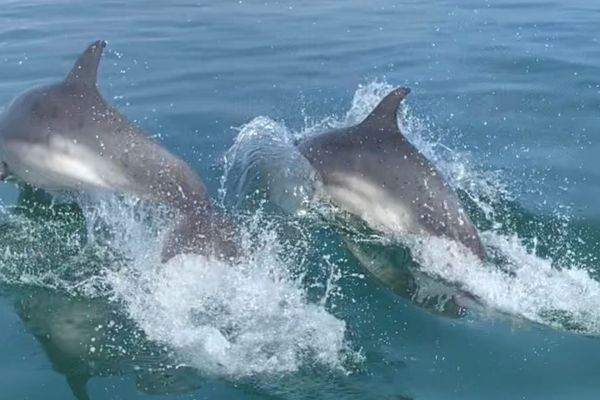 Deux des dauphins aperçus dimanche 5 septembre 2021 au large de Noirmoutier