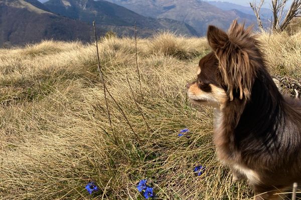 Les chiens sont interdits dans les réserves naturelles du Parc National des Pyrénées, de la réserve naturelle du Néouvielle, de Nyer et celle de Mantet. Des voies de contournements sont prévues pour randonner sur certains tronçons du GR 10 avec son animal domestique.